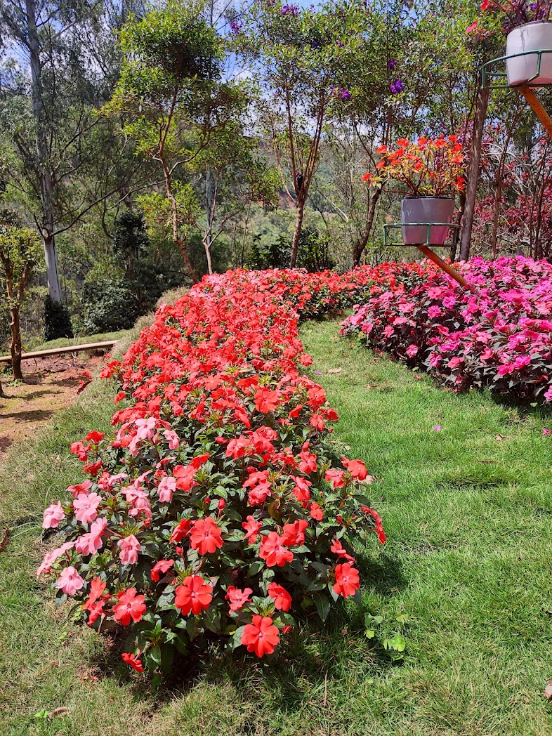 munnar rose garden